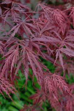 Tamukeyama Dwarf Red Japanese Maple (High Graft Tree Form) - 3 Gallon Pot (2.5 To 3') -Wilson Bros Garden Japanese Maple Tamukeyama 13 2