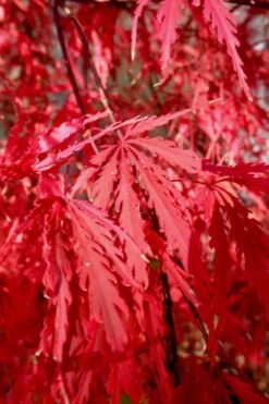 Tamukeyama Dwarf Red Japanese Maple - 5 Gallon Pot 15 Tamukeyama Dwarf Red Japanese Maple - 5 Gallon Pot -Wilson Bros Garden Japanese Maple Tamukeyama 14 3