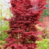 Twombly's Red Sentinel Japanese Maple - 3 Gallon Pot (4-5') 1 Twombly's Red Sentinel Japanese Maple - 3 Gallon Pot (4-5') -Wilson Bros Garden Japanese Maple Twombleys Red Sentinel 500x750 12