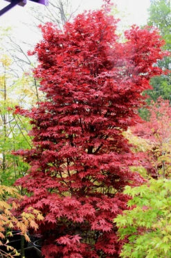 Twombly's Red Sentinel Japanese Maple - 5 Gallon Pot (6-7')