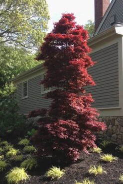 Twombly's Red Sentinel Japanese Maple - 5 Gallon Pot (6-7') 12 Twombly's Red Sentinel Japanese Maple - 5 Gallon Pot (6-7') -Wilson Bros Garden Japanese Maple Twomblys Red Sentinel 10 6
