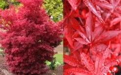 Twombly's Red Sentinel Japanese Maple - 1 Gallon Pot -Wilson Bros Garden Japanese Maple Twomblys Red Sentinel Fall Color 10