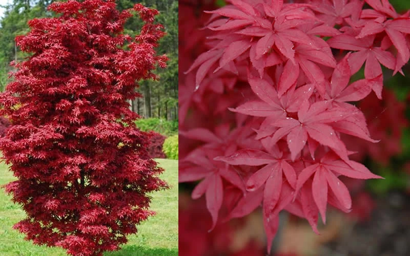 Twombly's Red Sentinel Japanese Maple - 5 Gallon Pot (6-7') 7 Twombly's Red Sentinel Japanese Maple - 5 Gallon Pot (6-7') - Image 5