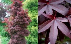 Twombly's Red Sentinel Japanese Maple - 2 Gallon Pot (2.5-3') -Wilson Bros Garden Japanese Maple Twomblys Red Sentinel Summer 1