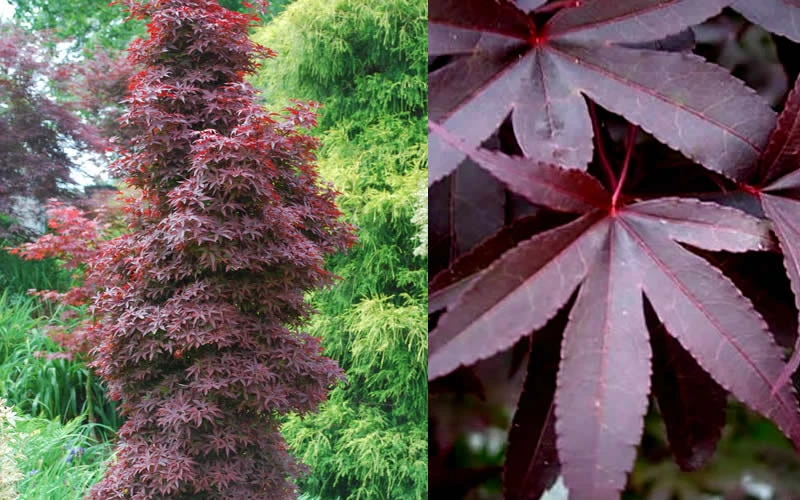 Twombly's Red Sentinel Japanese Maple - 5 Gallon Pot (6-7') 8 Twombly's Red Sentinel Japanese Maple - 5 Gallon Pot (6-7') - Image 6