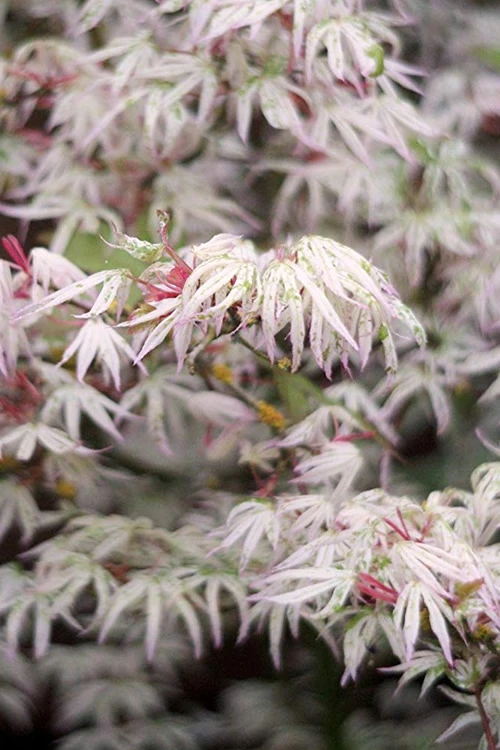 Ukigumo Floating Cloud Ghost Japanese Maple - 7 Gallon Pot 3 Ukigumo Floating Cloud Ghost Japanese Maple - 7 Gallon Pot