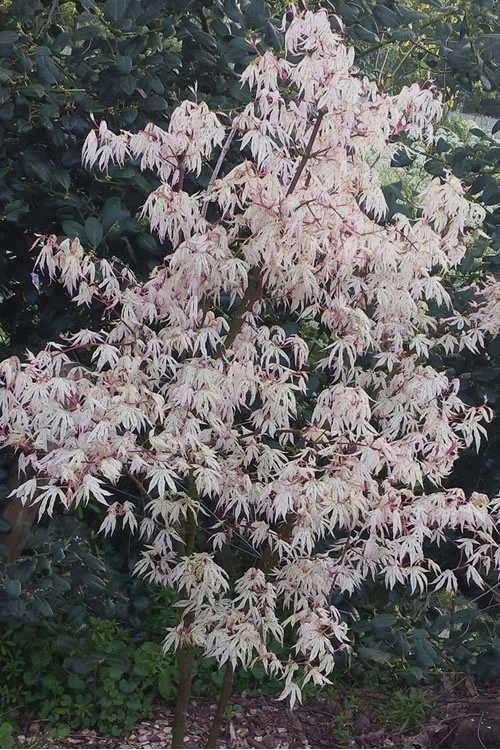 Ukigumo Floating Cloud Ghost Japanese Maple - 7 Gallon Pot 6 Ukigumo Floating Cloud Ghost Japanese Maple - 7 Gallon Pot - Image 4