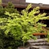 Ukon Japanese Maple (Aoyagi) - 3 Gallon Pot