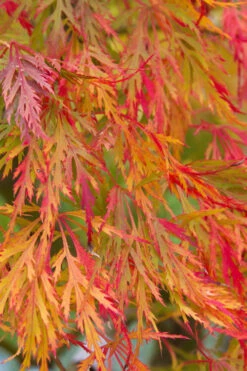 Viridis Dwarf Green Japanese Maple - 1 Gallon Pot -Wilson Bros Garden Japanese Maple Viridis 12 5