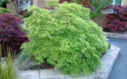 Viridis Dwarf Green Japanese Maple - 2 Gallon Pot -Wilson Bros Garden Japanese Maple Viridis 17 1