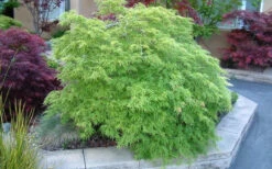 Viridis Dwarf Green Japanese Maple - 1 Gallon Pot -Wilson Bros Garden Japanese Maple Viridis 17 5