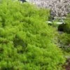 Viridis Dwarf Green Japanese Maple - 1 Gallon Pot -Wilson Bros Garden Japanese Maple Viridis 21 2