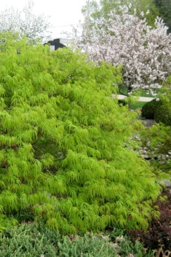 Viridis Dwarf Green Japanese Maple - 3 Gallon Pot