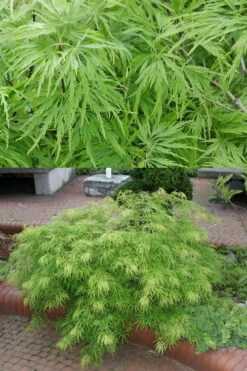 Viridis Dwarf Green Japanese Maple (High Graft) - 2 Gallon Pot -Wilson Bros Garden Japanese Maple Viridis 500x750 4