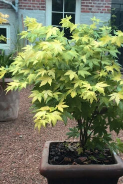 Orange Dream Japanese Maple - 3 Gallon Pot (4.5-5') -Wilson Bros Garden Japanese maple orange Dream 5 1