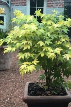 Orange Dream Japanese Maple - 1 Gallon Pot 13 Orange Dream Japanese Maple - 1 Gallon Pot -Wilson Bros Garden Japanese maple orange Dream 5 2