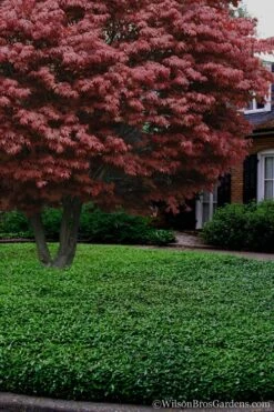 Asian Jasmine (Trachelospermum Asiaticum) - 72 Pack Of 3.5" Pint Pots -Wilson Bros Garden Jasmine Asian 21 1