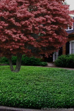 Asian Jasmine - Asiatic Jasmine - 18 Count Flat Of Pint Pots -Wilson Bros Garden Jasmine Asian 21 3