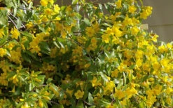 Butterscotch Yellow Jasmine (Jessamine) Gelsemium Sempervirens - 3 Gallon Pot 17 Butterscotch Yellow Jasmine (Jessamine) Gelsemium Sempervirens - 3 Gallon Pot -Wilson Bros Garden Jasmine Butterscotch 51