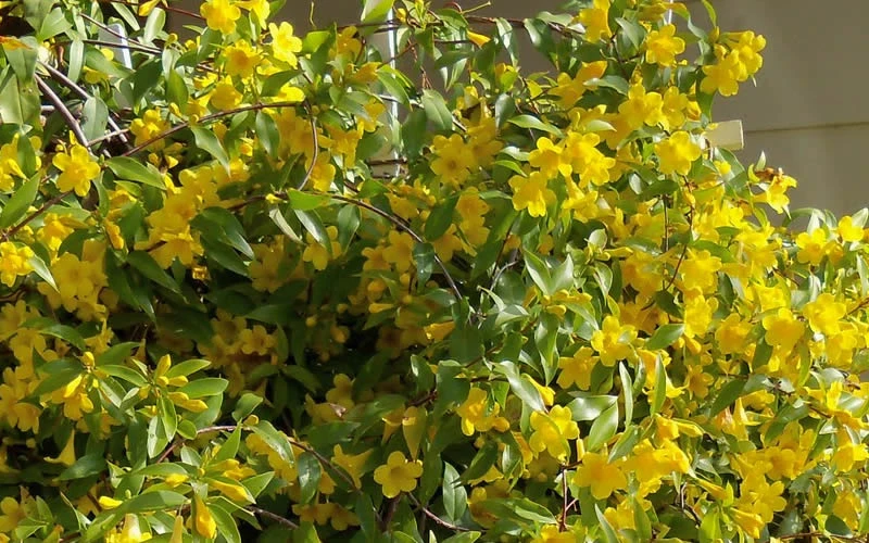 Butterscotch Yellow Jasmine (Jessamine) Gelsemium Sempervirens - 3 Gallon Pot 10 Butterscotch Yellow Jasmine (Jessamine) Gelsemium Sempervirens - 3 Gallon Pot - Image 8