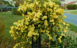 Butterscotch Yellow Jasmine (Jessamine) Gelsemium Sempervirens - 3 Gallon Pot 13 Butterscotch Yellow Jasmine (Jessamine) Gelsemium Sempervirens - 3 Gallon Pot -Wilson Bros Garden Jasmine Butterscotch 52