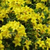 Butterscotch Yellow Jasmine (Jessamine) Gelsemium Sempervirens - 3 Gallon Pot -Wilson Bros Garden Jasmine Butterscotch Rev 500x750 1