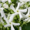 Star Jasmine Vine (Trachelospermum Jasminoides) - 6 Pack Of 1 Gallon Pots -Wilson Bros Garden Jasmine Confederate 500x750 2