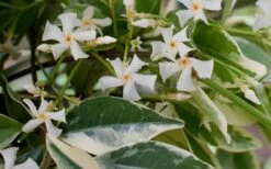 Variegated Confederate Jasmine - Trachelospermum Jasminoides - 3 Gallon Pot -Wilson Bros Garden Jasmine Confederate Variegated Flowers 1