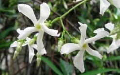 Confederate Jasmine Vine (Trachelospermum Jasminoides) - 1 Gallon Pot -Wilson Bros Garden Jasmine Confederate Vine 2