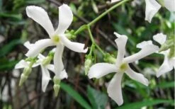 Confederate Jasmine Vine (Trachelospermum Jasminoides) - 3 Gallon Pot -Wilson Bros Garden Jasmine Confederate Vine 5