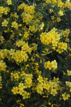Duet Yellow Jasmine (Jessamine) - 2 Gallon Pot -Wilson Bros Garden Jasmine Duet 5 2