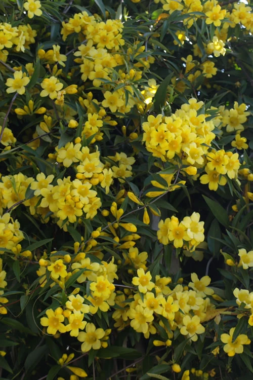 Duet Yellow Jasmine (Jessamine) - 3 Gallon Pot 8 Duet Yellow Jasmine (Jessamine) - 3 Gallon Pot - Image 6
