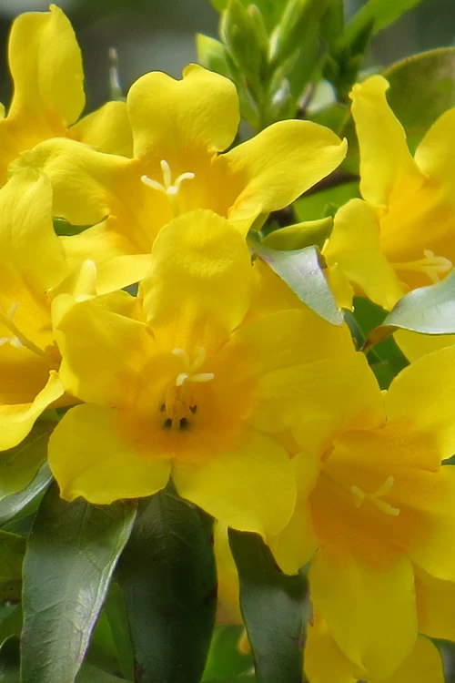 Duet Yellow Jasmine (Jessamine) - 3 Gallon Pot 3 Duet Yellow Jasmine (Jessamine) - 3 Gallon Pot