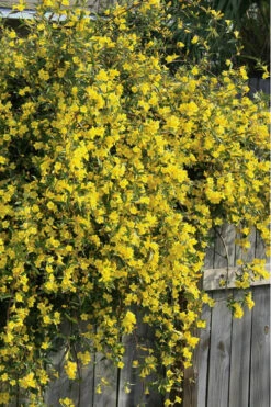 Duet Yellow Jasmine (Jessamine) - 2 Gallon Pot 12 Duet Yellow Jasmine (Jessamine) - 2 Gallon Pot -Wilson Bros Garden Jasmine Duet 8 1