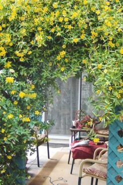 Duet Yellow Jasmine (Jessamine) - 2 Gallon Pot -Wilson Bros Garden Jasmine Duet 9 2