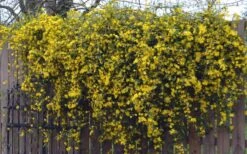 Duet Yellow Jasmine (Jessamine) - 2 Gallon Pot -Wilson Bros Garden Jasmine Duet On Fence 2