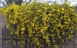 Duet Yellow Jasmine (Jessamine) - 3 Gallon Pot 15 Duet Yellow Jasmine (Jessamine) - 3 Gallon Pot -Wilson Bros Garden Jasmine Duet On Fence