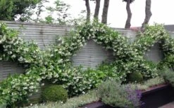 Madison Confederate Jasmine - 3 Gallon Pot -Wilson Bros Garden Jasmine Madison 12 1