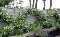 Madison Confederate Jasmine - 5 Gallon Pot 12 Madison Confederate Jasmine - 5 Gallon Pot -Wilson Bros Garden Jasmine Madison 12 5