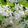 Madison Confederate Jasmine - 1 Gallon Pot -Wilson Bros Garden Jasmine Madison Rev 500x750 1