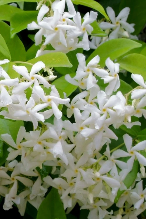 Madison Confederate Jasmine - 1 Gallon Pot 3 Madison Confederate Jasmine - 1 Gallon Pot