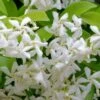Madison Confederate Jasmine - 2 Gallon Pot -Wilson Bros Garden Jasmine Madison Rev 500x750 4