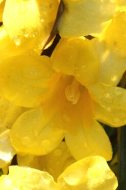 Margarita Cold Hardy Carolina Jasmine Vine (Gelsemium) - 3 Gallon Pot 14 Margarita Cold Hardy Carolina Jasmine Vine (Gelsemium) - 3 Gallon Pot -Wilson Bros Garden Jasmine Margarita 2 1