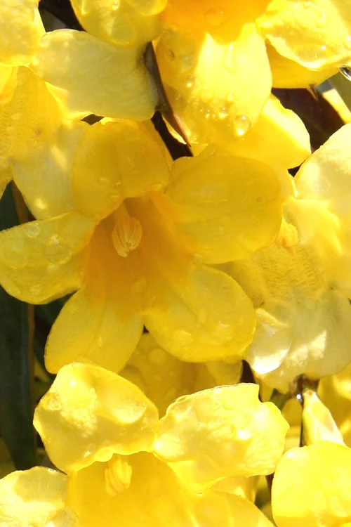 Margarita Cold Hardy Carolina Jasmine Vine (Gelsemium) - 3 Gallon Pot 9 Margarita Cold Hardy Carolina Jasmine Vine (Gelsemium) - 3 Gallon Pot - Image 7