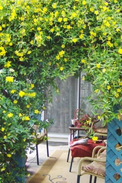 Pride Of Augusta Double Flowering Carolina Jasmine - 2 Gallon Pot -Wilson Bros Garden Jasmine Pride Of Augusta 2