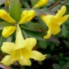Swamp Carolina Jasmine (Jessamine) - Gelsemium Rankinii - 3 Gallon Pot 1 Swamp Carolina Jasmine (Jessamine) - Gelsemium Rankinii - 3 Gallon Pot -Wilson Bros Garden Jasmine Rankinii Swamp Jessamine 10