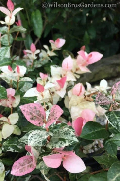 Snow N Summer Asiatic Jasmine - 1 Gallon Pot -Wilson Bros Garden Jasmine Snow n Summer 20