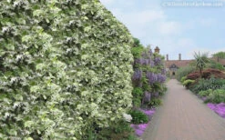 Variegated Confederate Jasmine - Trachelospermum Jasminoides - 6 Pack Of 1 Gallon Pots -Wilson Bros Garden Jasmine Variegated Confederate 11 4