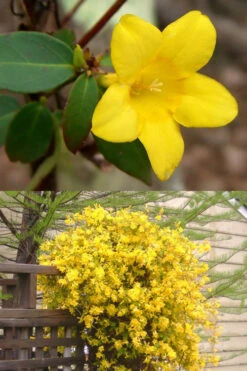 Swamp Carolina Jasmine (Jessamine) - Gelsemium Rankinii - 2 Gallon Pot -Wilson Bros Garden Jasmine rankinii Swamp Jessamine 1 1