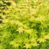 Summer Gold Japanese Maple - 7 Gallon Pot (4-5')